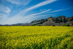 日野の菜の花畑