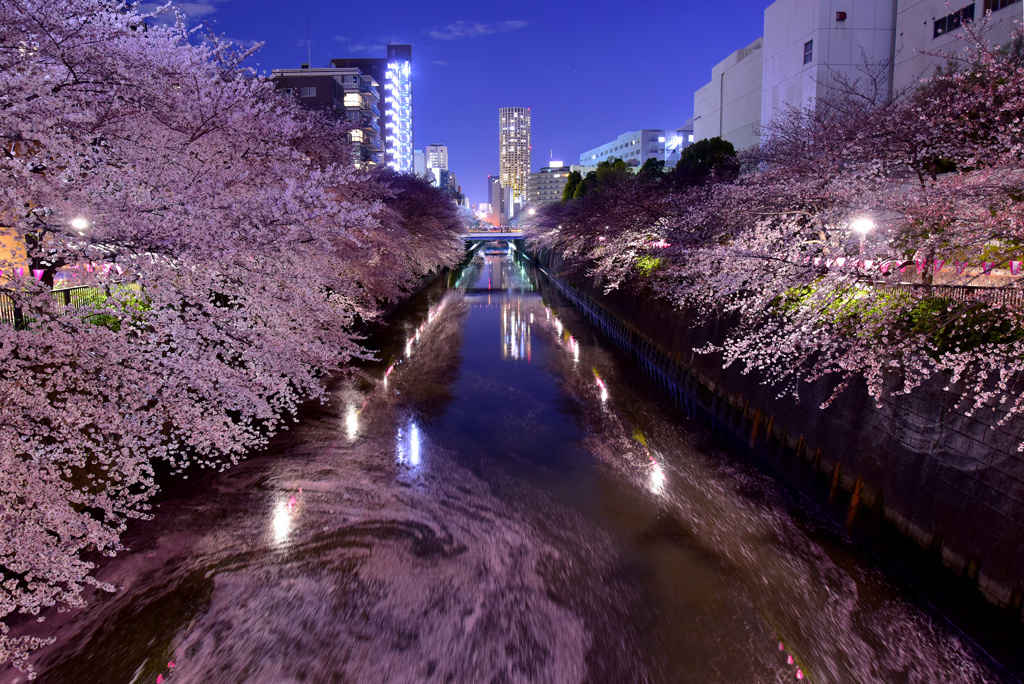 すでに散り始め