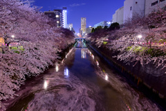 すでに散り始め