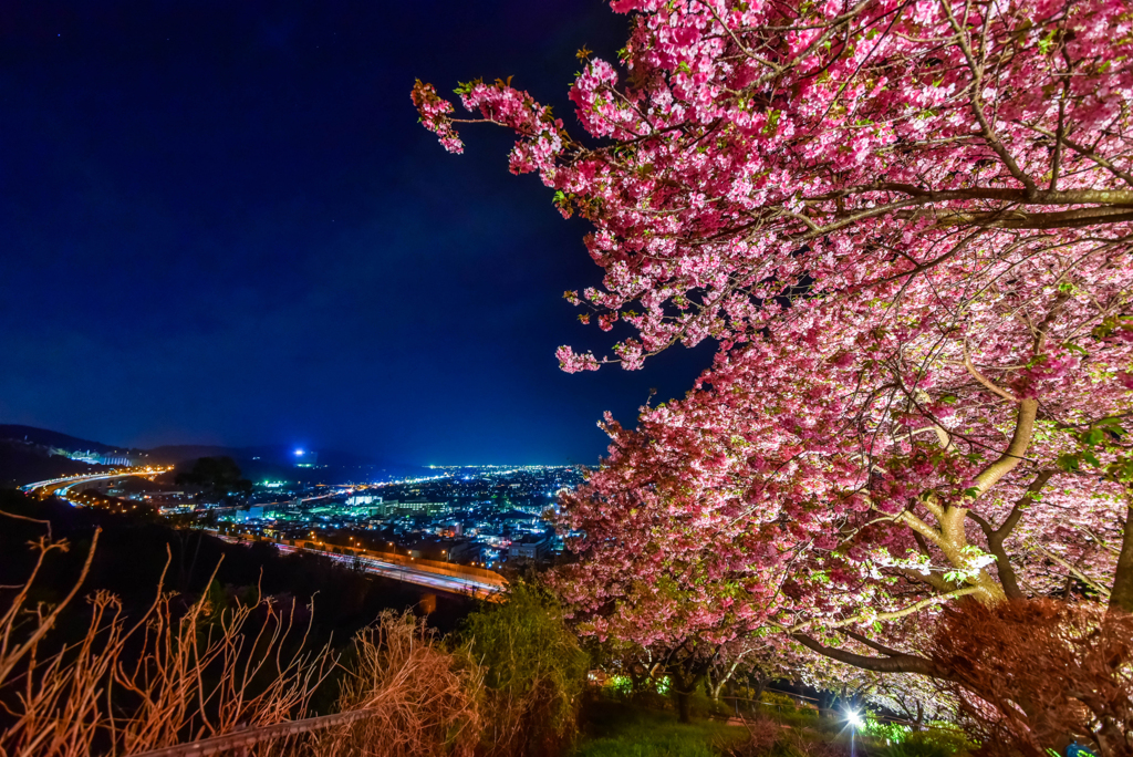 桜のカーテン