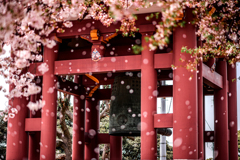 二日連続の桜吹雪2