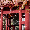 二日連続の桜吹雪2