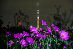 コスモスとスカイツリー