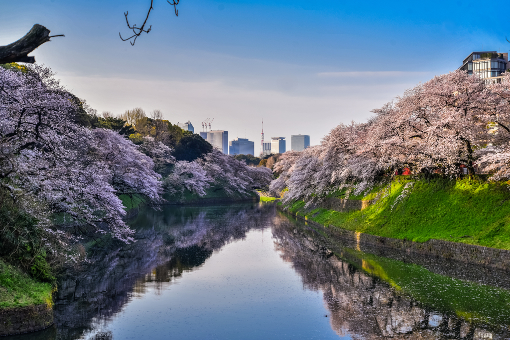 千鳥ヶ淵の桜4