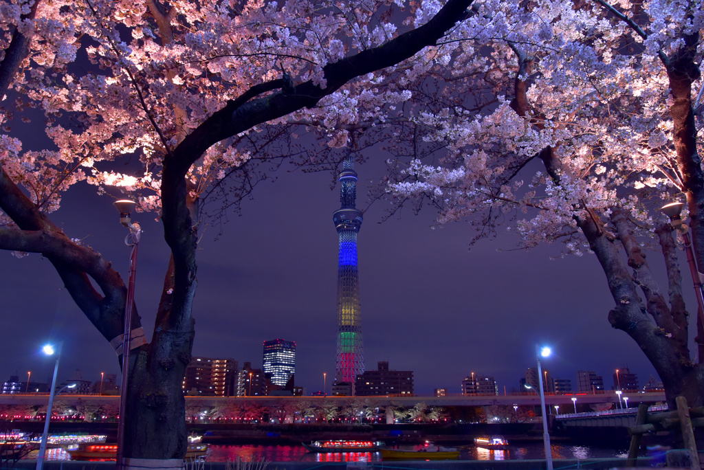 隅田公園夜桜2