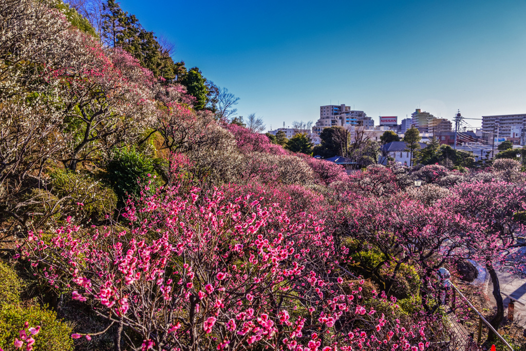 池上梅園2