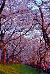 権現堂夕景