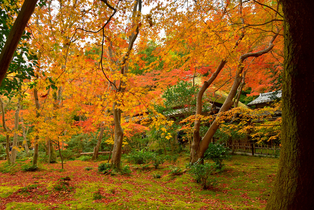 祇王寺の紅葉