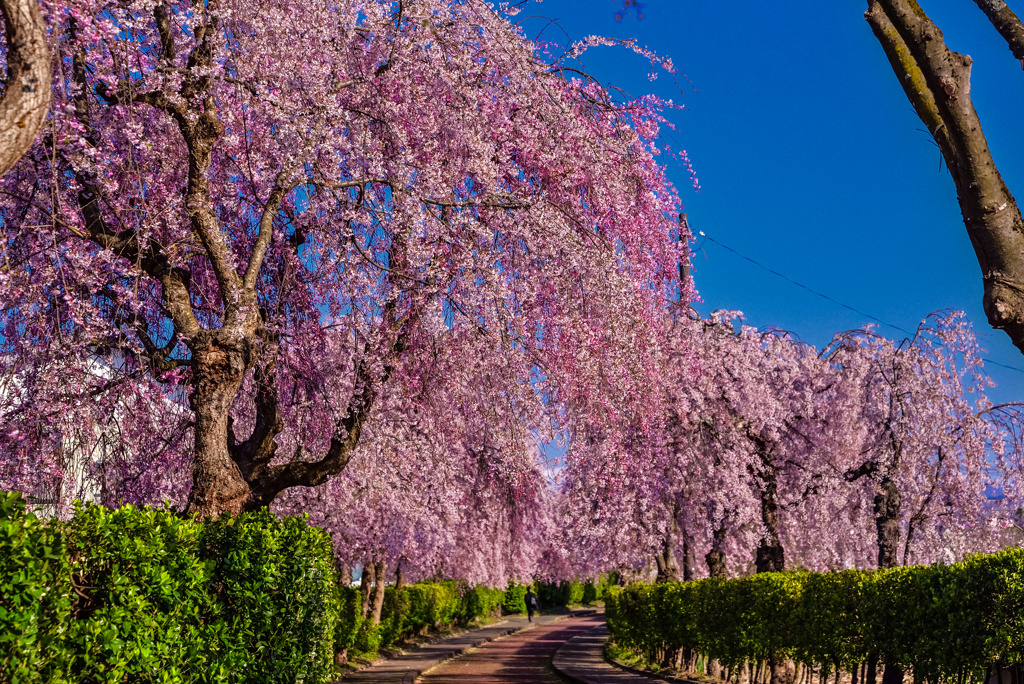 日中線しだれ桜並木