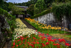 西方寺の三色彼岸花