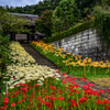 西方寺の三色彼岸花