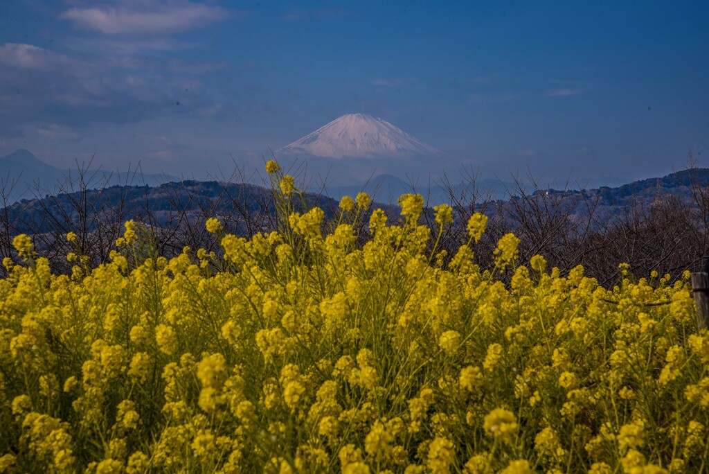 吾妻山公園にて(速報版)