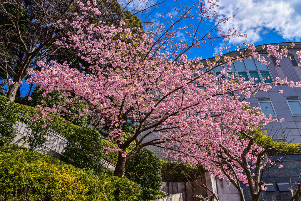 池上本門寺の河津桜