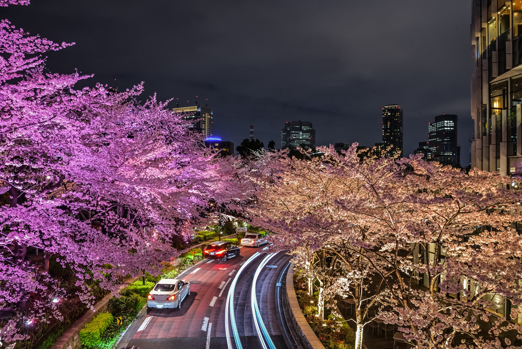 東京ミッドタウンの夜桜