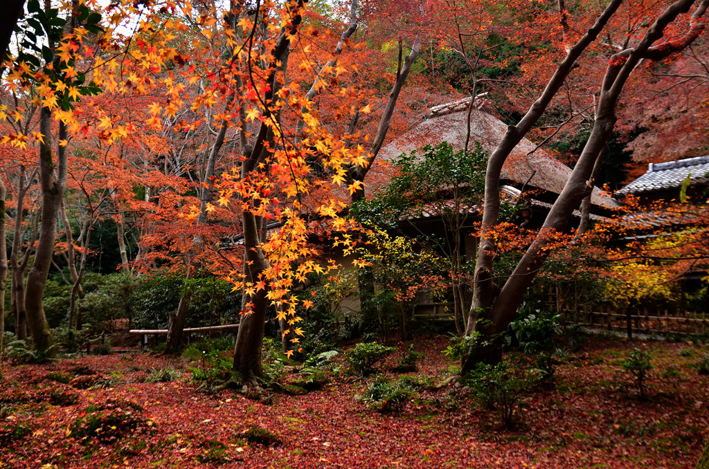 祇王寺の紅葉