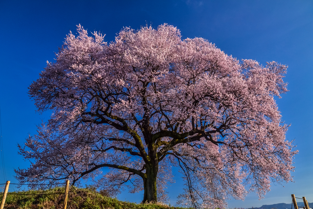 八年前の王仁塚の桜