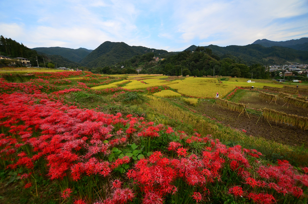 寺坂棚田2