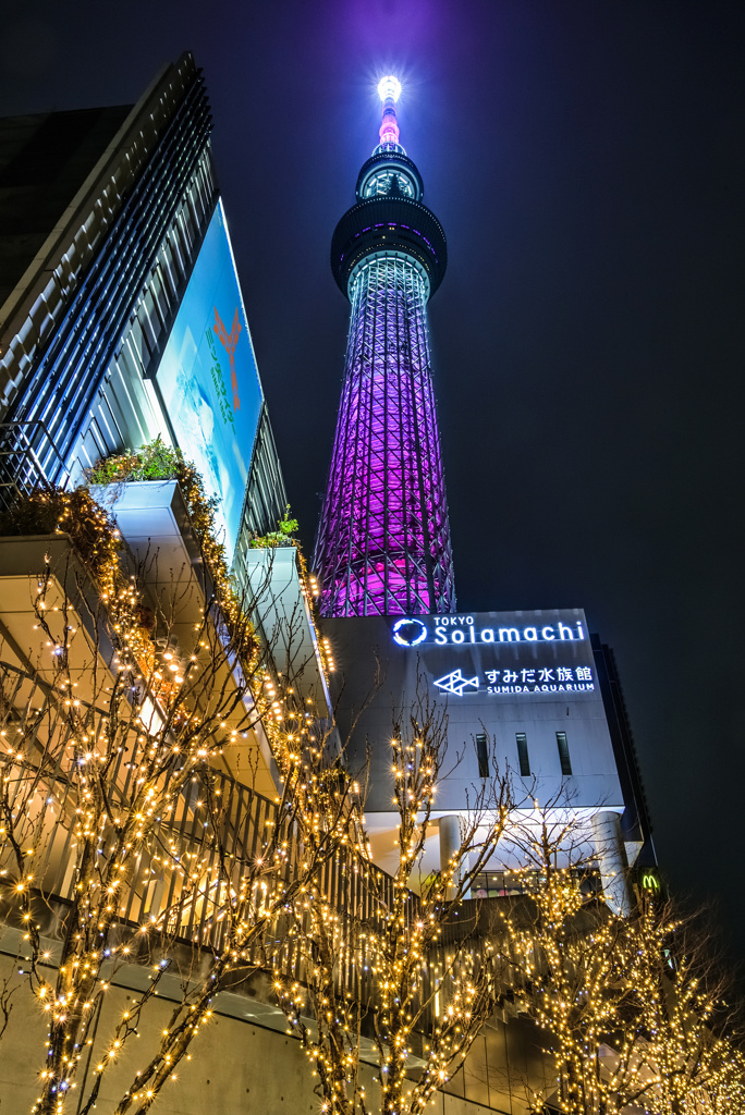 スカイツリーと光の木