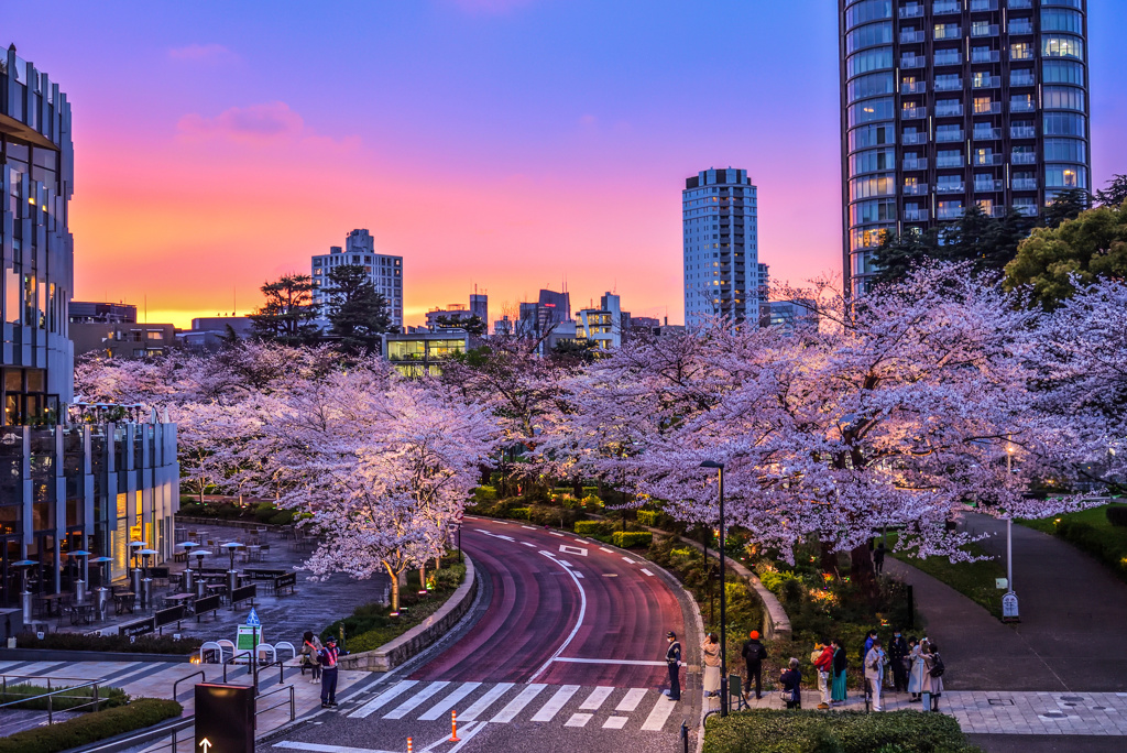 東京ミッドタウンの夕焼け夜桜