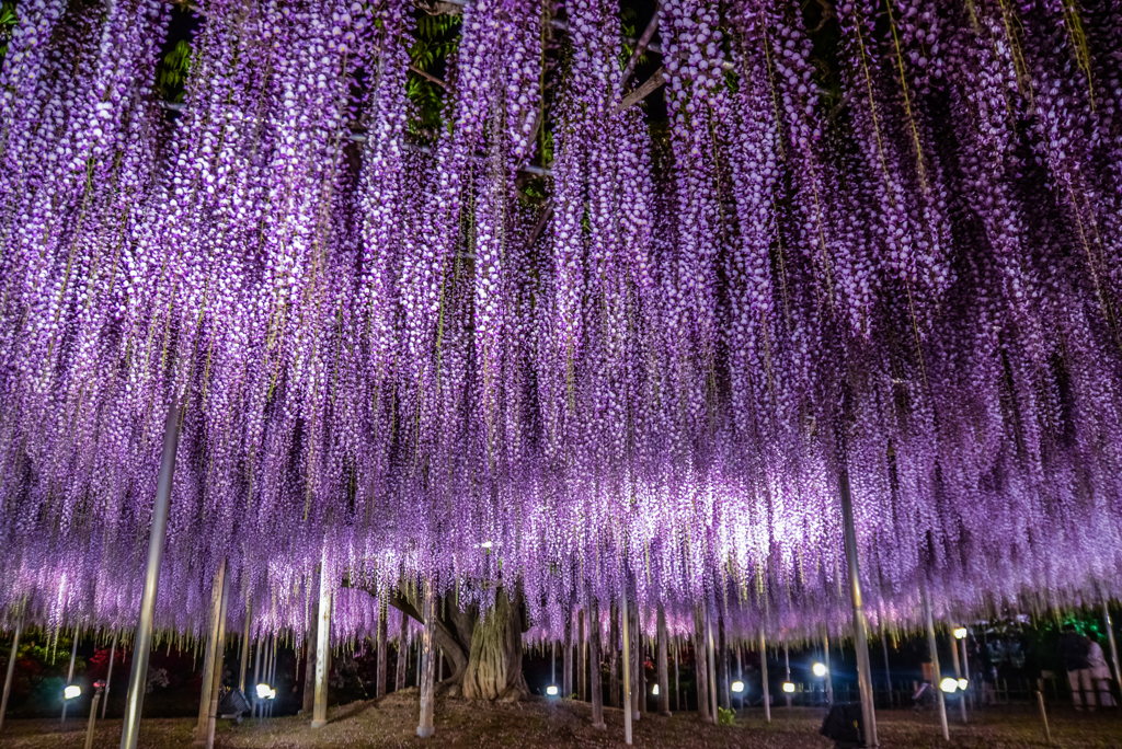 七年前のあしかがフラワーパーク