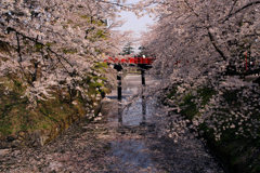 弘前公園の花筏