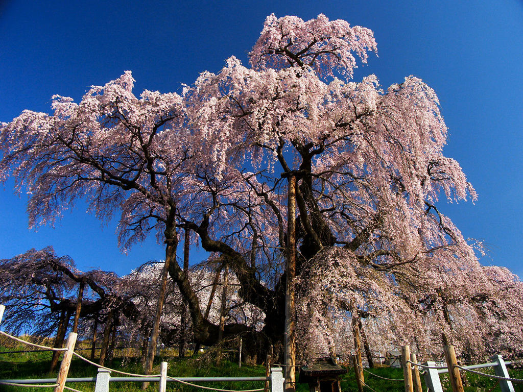 三春滝桜