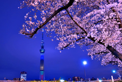 隅田公園夜桜3