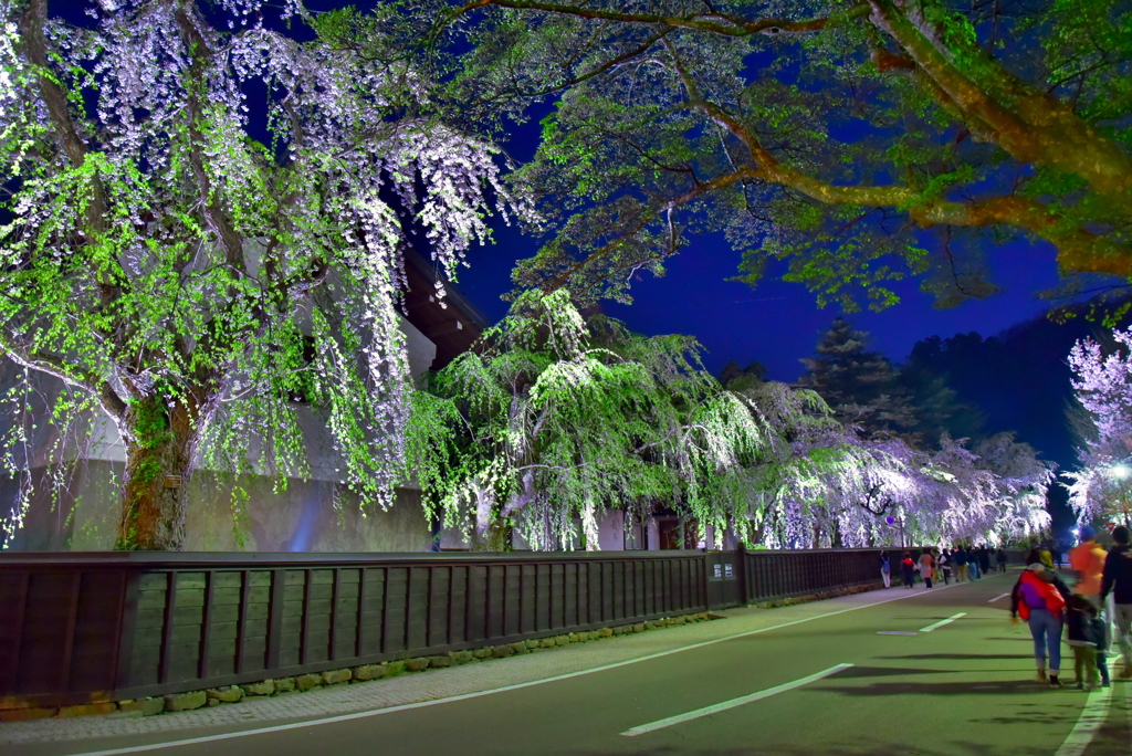 角館夜桜