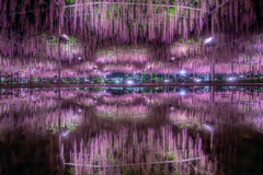 雨の日のフラワーパーク3