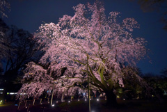 しだれ桜2