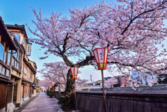 金沢 主計町、夜明けの桜
