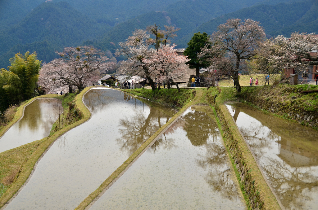 棚田の春