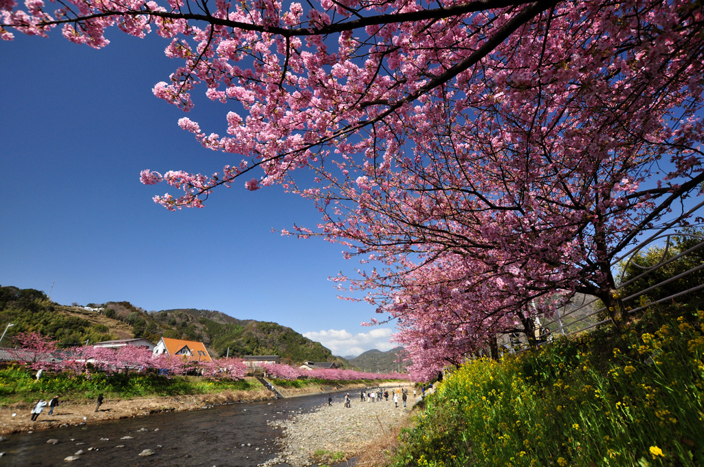 川津桜