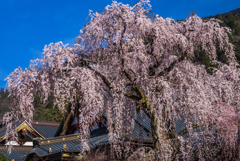 身延久遠寺のしだれ桜