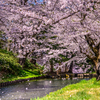 桜吹雪(出し忘れ分)