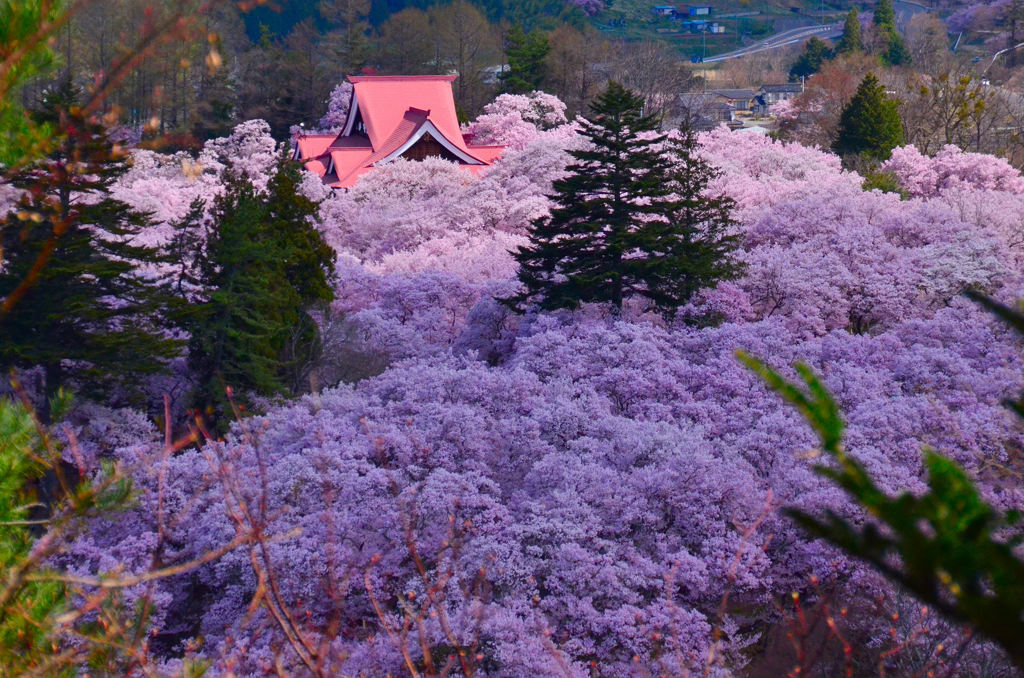 高遠城址公園
