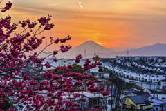 富士山と寒緋桜