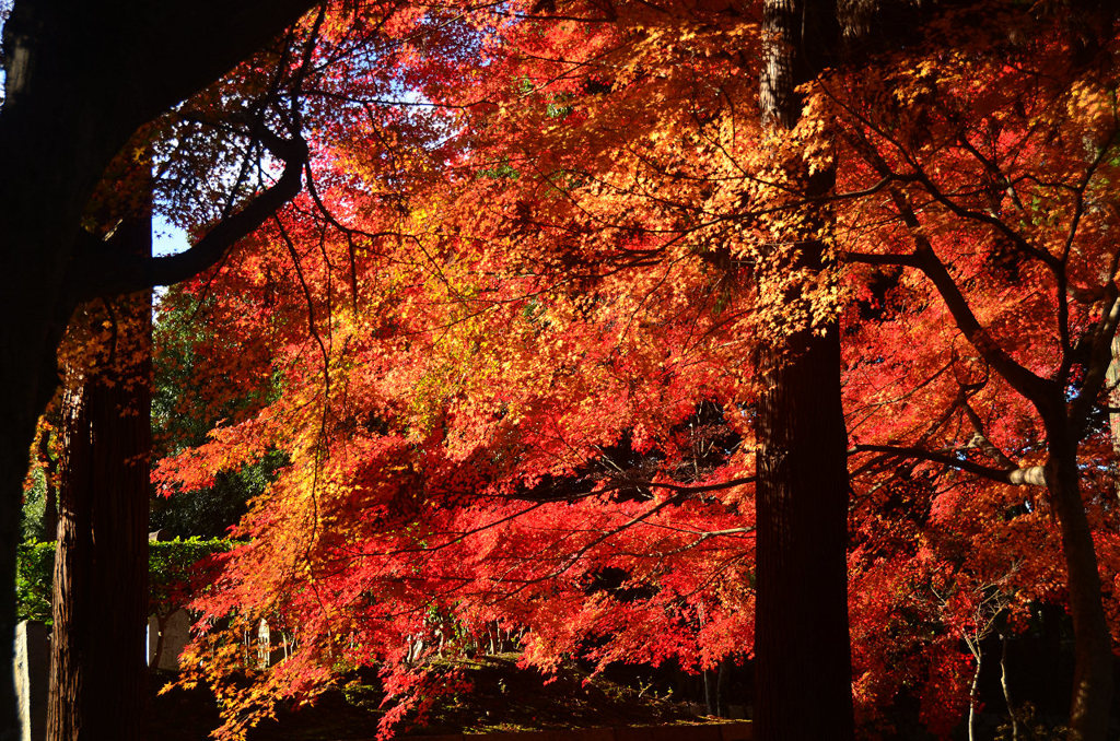 燃え上がる紅葉