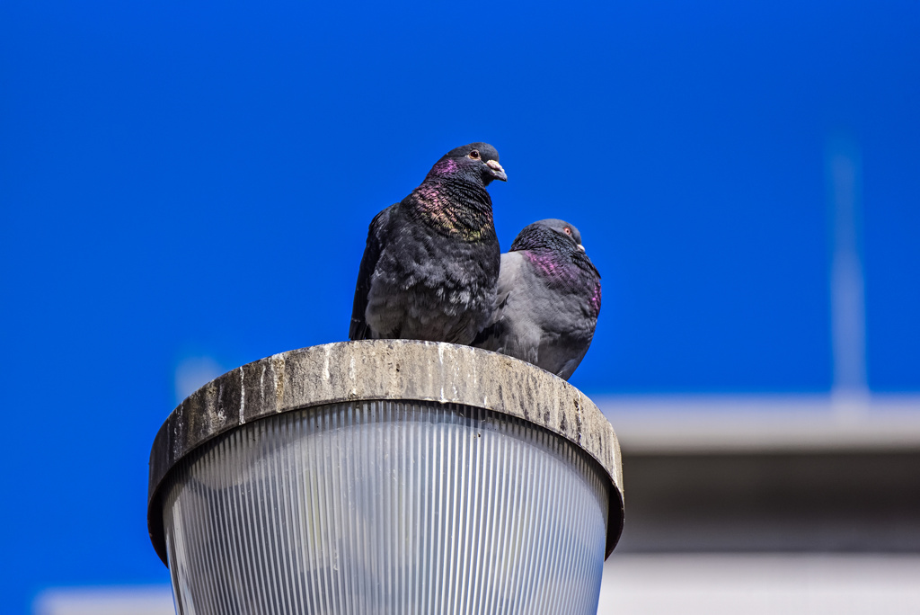 鳩の監視員さん