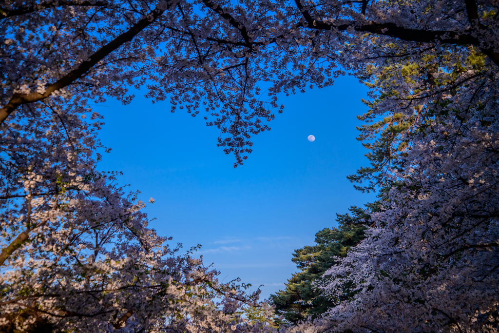 お月様 in ハートの桜
