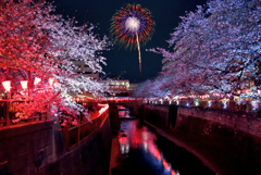 目黒川夜桜花火