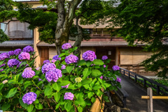 祇園白川の紫陽花
