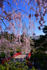 桜雨