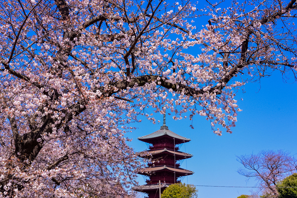 桜と五重塔