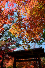 化野念仏寺入口の紅葉