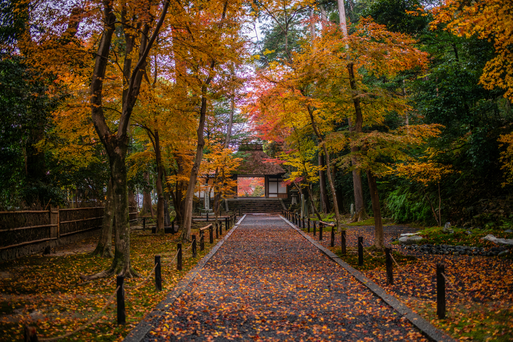 晩秋の法然院