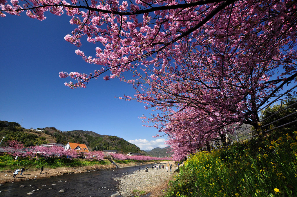 2年前の河津桜