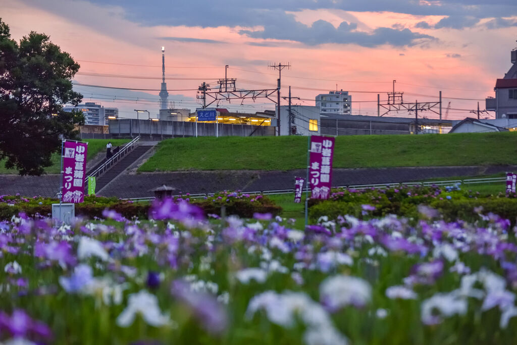 夕焼けとスカイツリーと花菖蒲