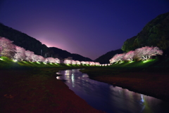 南伊豆町の夜桜