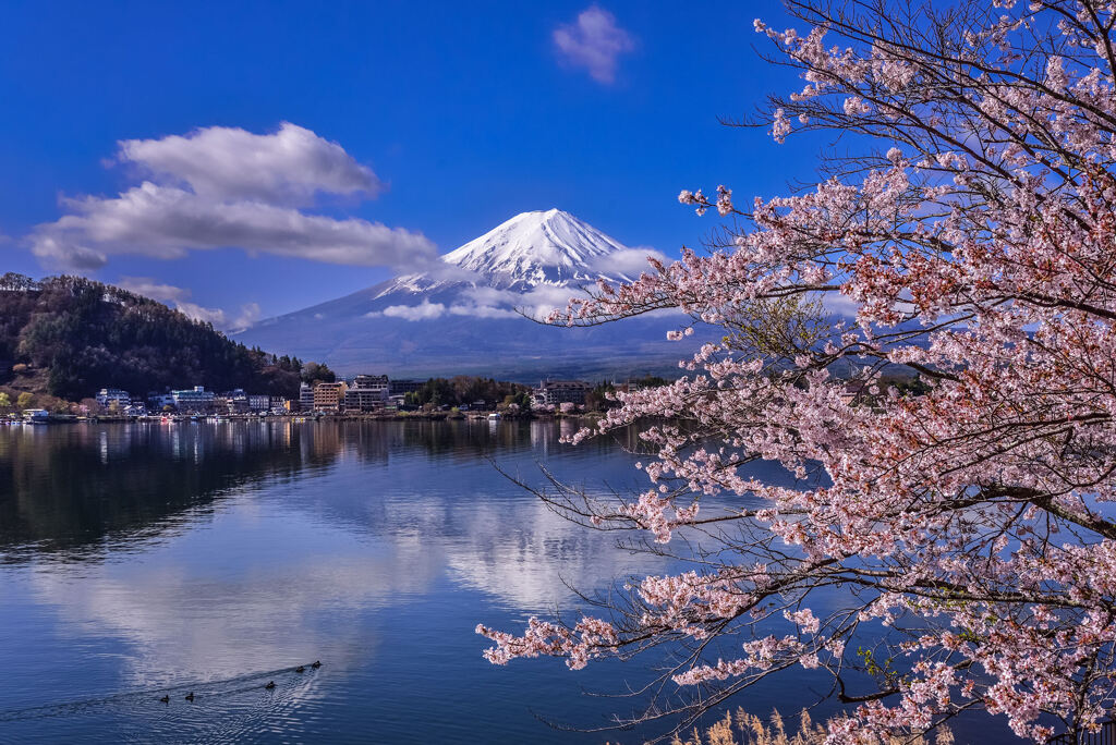 河口湖の桜